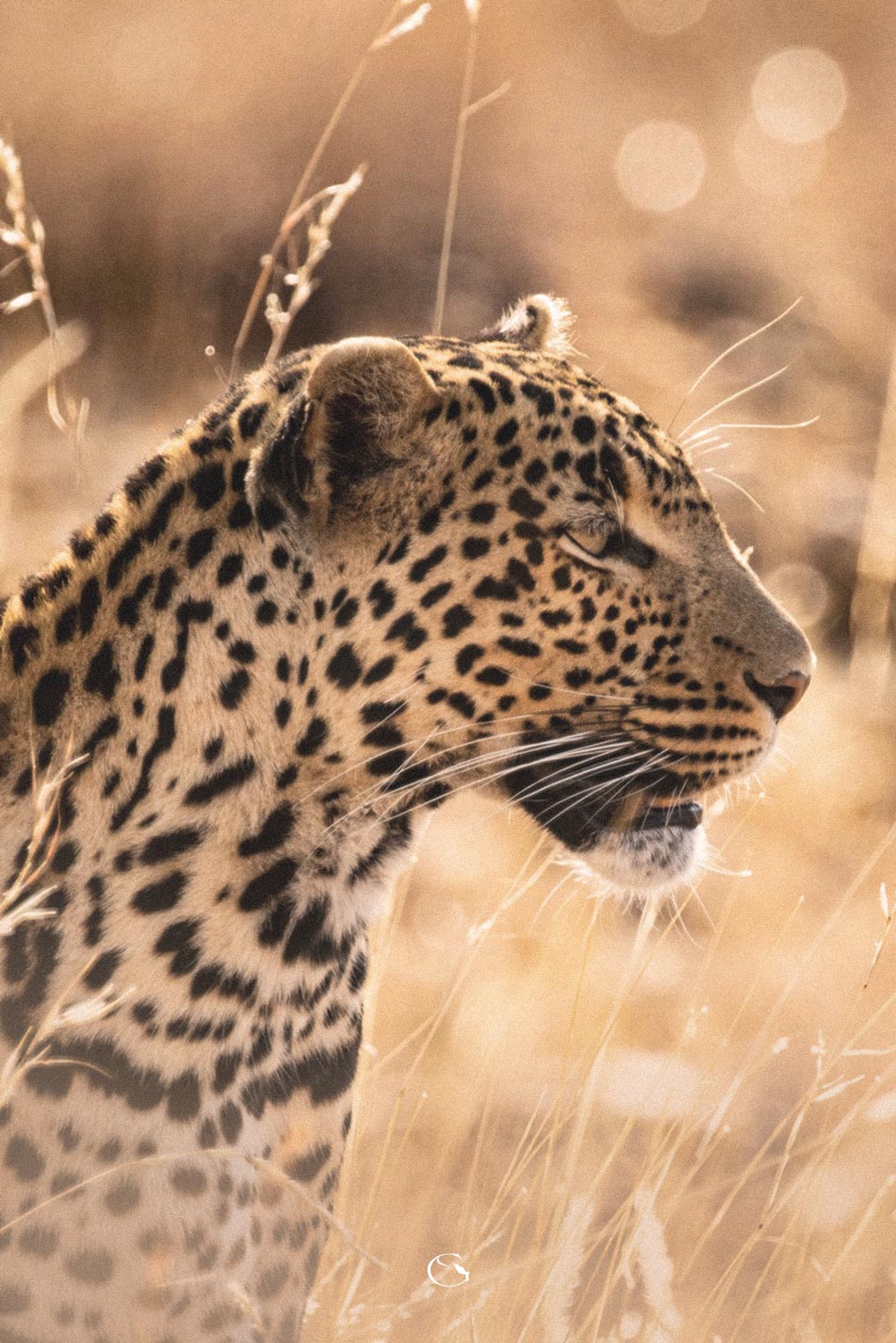A leopard in profile among sunlit golden grasses