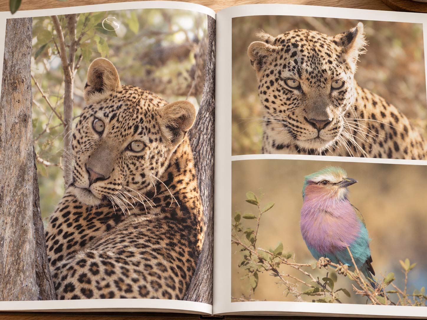 The Guided Safaris® Safari Stories journal, The Sarcastic Lens — the second boîte